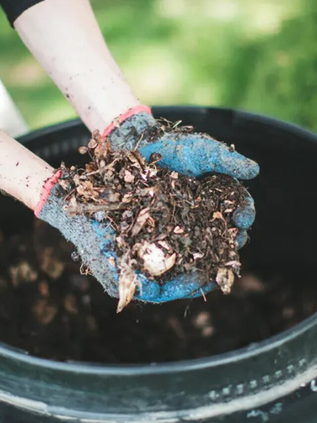 How to Compost at Home?